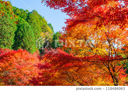 Autumn leaves Autumn leaves 118486063