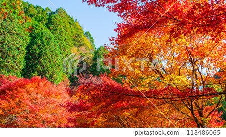 Autumn leaves Autumn leaves 118486065