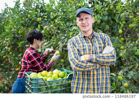 Delighted farmers picking lemons in fruit farm 118486197