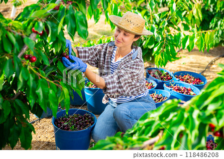 Successful female gardener with ripe cherry in orchard on day Successful female gardener with ripe cherry in orchard on day 118486208