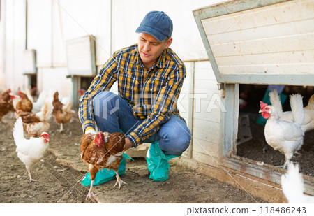 Farmer inspecting laying hens on backyard of poultry farm Farmer inspecting laying hens on backyard of poultry farm 118486243