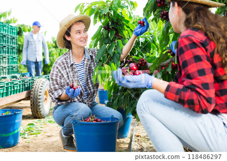 Hardworking farmers pluck cherries from the trees 118486297