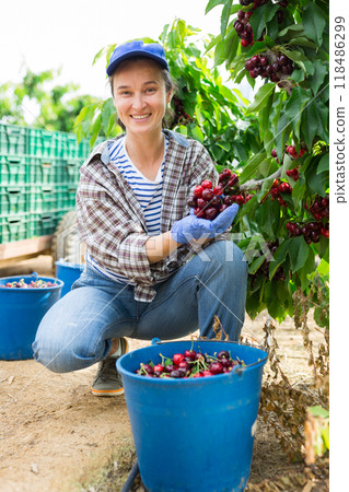 Middle aged woman picking cherries in fruit garden 118486299