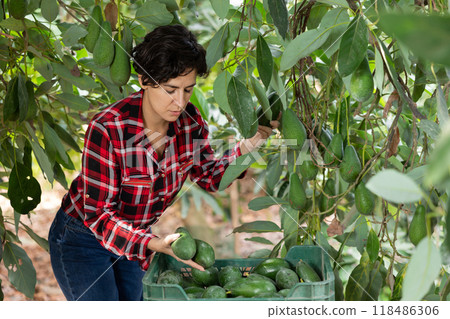 Female hired employee harvesting avocado in garden Female hired employee harvesting avocado in garden 118486306