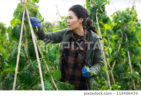 Asian female gardener harvesting green peas 118486439