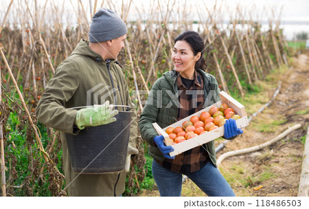 Conversation of two farmers with tomato harvest in their hands on field 118486503