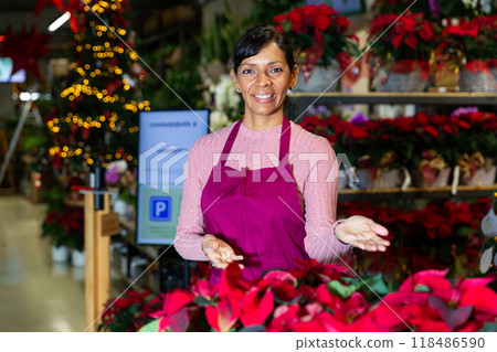 Flower shop employee offers Poinsettias pulcherrima flowering pot plants for sale. 118486590