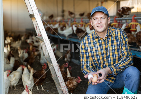 european man picking eggs and puts them on trays in chicken farm european man picking eggs and puts them on trays in chicken farm 118486622