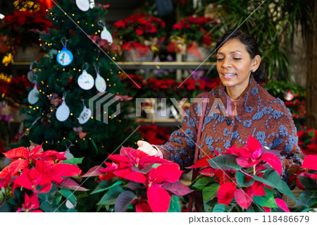 Portrait of woman chooses Poinsettias pulcherrima in flower shop Portrait of woman chooses Poinsettias pulcherrima in flower shop 118486679