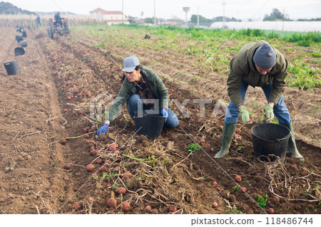 Couple of professional farmers harvesting potatoes 118486744
