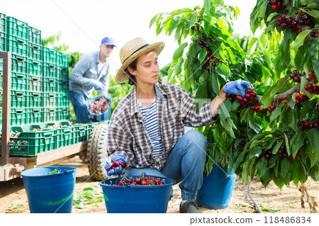 Farmers picking sweet cherries in fruit garden Farmers picking sweet cherries in fruit garden 118486834