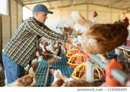 Adult experienced european man filling chicken feeder in chicken farm Adult experienced european man filling chicken feeder in chicken farm 118486884