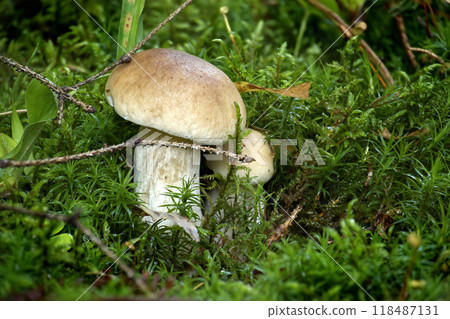 Wild boletus mushrooms nestled in dense green moss within a forest setting 118487131