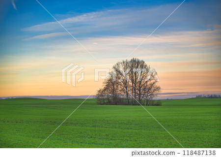 Serene sunset landscape with a lone tree in a vast green field under a colorful sky Serene sunset landscape with a lone tree in a vast green field under a colorful sky 118487138