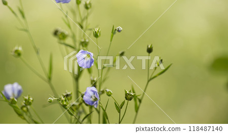 Blue flax flower against tranquil green backdrop epitomizing the splendor and peacefulness of nature Blue flax flower against tranquil green backdrop epitomizing the splendor and peacefulness of nature 118487140