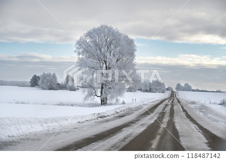 Serene winter landscape with a lonely road and frost-covered trees under a cloudy sky 118487142