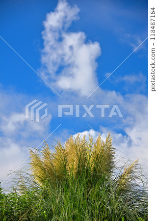 Pampasgrass and autumn sky 118487164