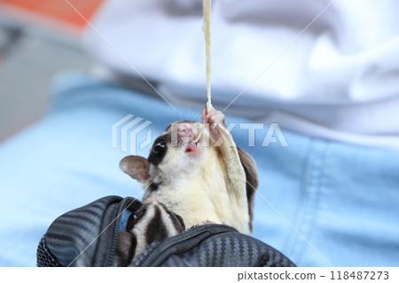 Two Sugar Gliders Two Sugar Gliders 118487273