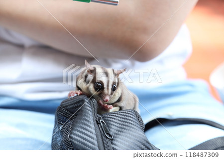 Two Sugar Gliders Two Sugar Gliders 118487309