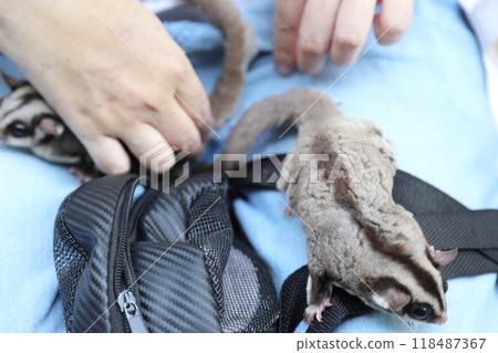 Two Sugar Gliders Two Sugar Gliders 118487367