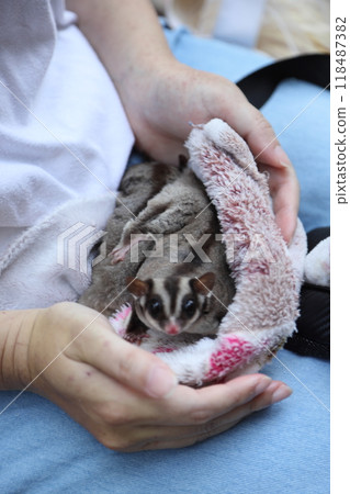 Two Sugar Gliders Two Sugar Gliders 118487382