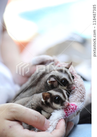 Two Sugar Gliders Two Sugar Gliders 118487385