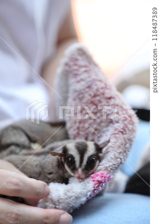 Two Sugar Gliders Two Sugar Gliders 118487389
