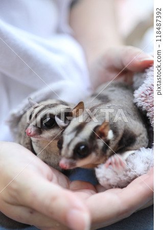 Two Sugar Gliders Two Sugar Gliders 118487392