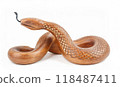 Wooden snake figure isolated on white background. Chinese zodiac concept for new year 2025 118487411