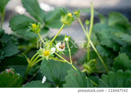 蜜蜂在草莓屋內授粉 蜜蜂在草莓屋內授粉 118487542