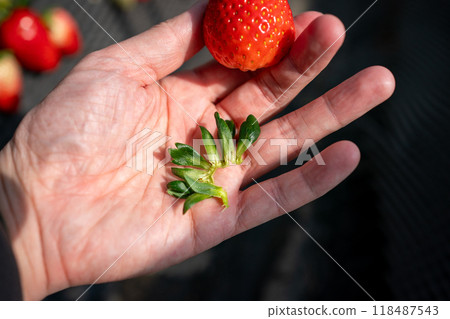 Strawberry stem 118487543