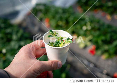 Putting the stems into a paper cup while picking strawberries 118487545