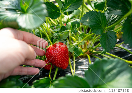 Picking strawberries at a strawberry picking event Picking strawberries at a strawberry picking event 118487558