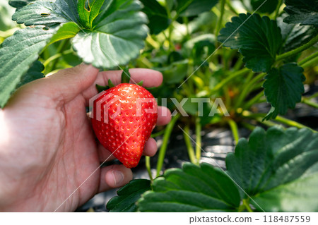 Picking strawberries at a strawberry picking event Picking strawberries at a strawberry picking event 118487559