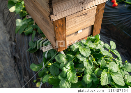 用於授粉和草莓種植的蜂巢 用於授粉和草莓種植的蜂巢 118487564