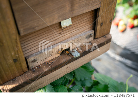 蜜蜂授粉 118487571