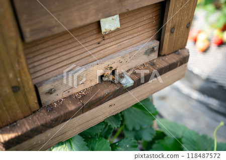 蜜蜂授粉 118487572