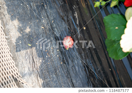 A strawberry stem that fell into the path of strawberry picking A strawberry stem that fell into the path of strawberry picking 118487577