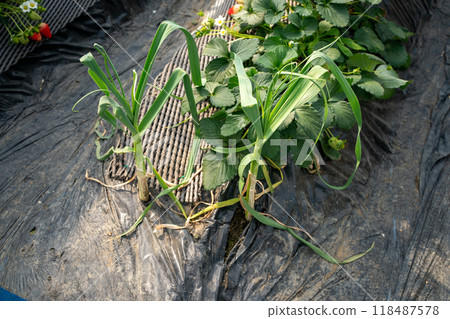 Companion plants Companion plants 118487578