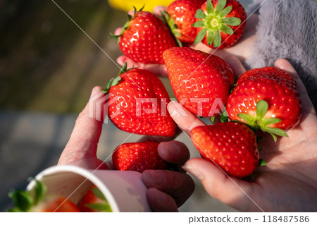 Strawberry picking 118487586