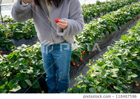 草莓採摘 118487596