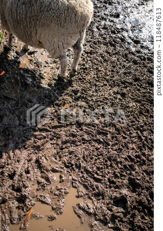 A sheep 118487613