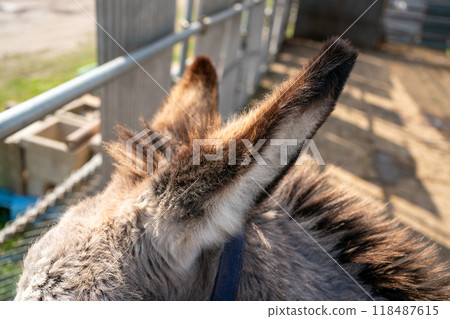 Donkey ears 118487615