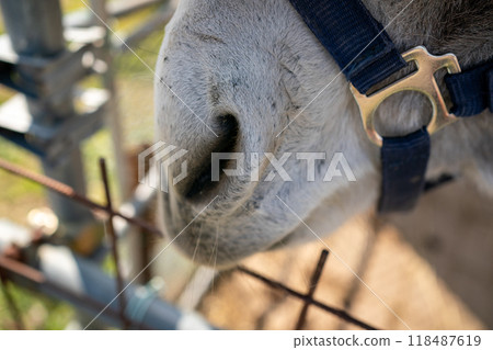 Donkey 118487619