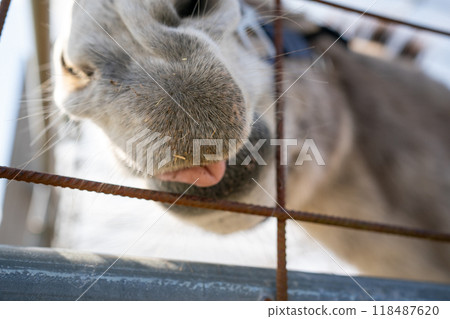 Donkey 118487620