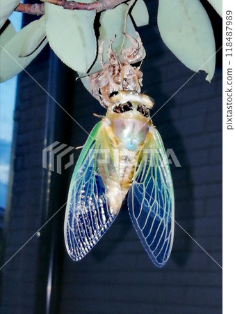 Emergence of cicada 118487989
