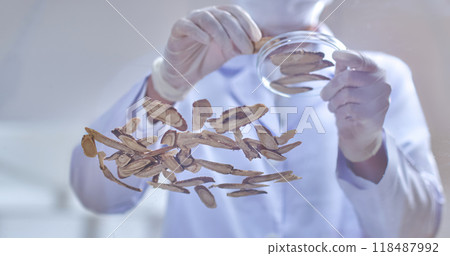 A scientist is placing pieces of dried herbs on a glass table to conduct an experiment. Photo of a traditional medicine experiment from a bottom-up angle. A scientist is placing pieces of dried herbs on a glass table to conduct an experiment. Photo of a traditional medicine experiment from a bottom-up angle. 118487992