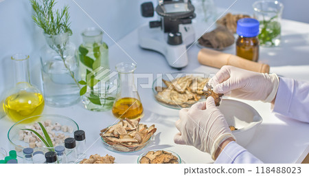 A dark brown dried mushroom is held and observed by a scientist in a laboratory setting filled with various herbs and laboratory equipment displayed on a table. A dark brown dried mushroom is held and observed by a scientist in a laboratory setting filled with various herbs and laboratory equipment displayed on a table. 118488023