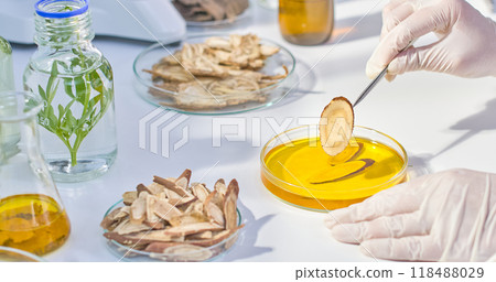 A scientist hand uses tweezers to place a thin slice of a brown, fibrous root into a petri dish filled with a bright yellow liquid. Modern laboratory setting with herbs and laboratory equipment. A scientist hand uses tweezers to place a thin slice of a brown, fibrous root into a petri dish filled with a bright yellow liquid. Modern laboratory setting with herbs and laboratory equipment. 118488029