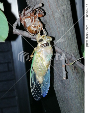 蟬的出現 蟬的出現 118488263